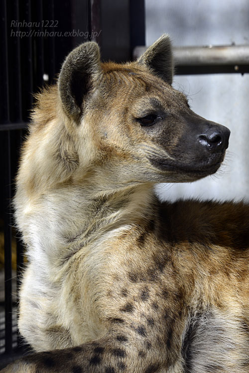 2018.1.3 宇都宮動物園☆ブチハイエナのブブゼラ 【Spotted hyena】_f0250322_22414189.jpg