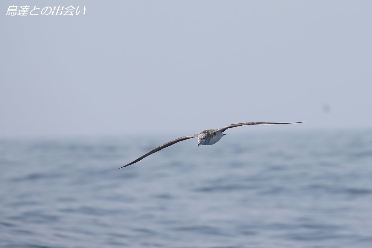 オオミズナギドリ・・・Streaked Shearwater_e0139623_20341010.jpg