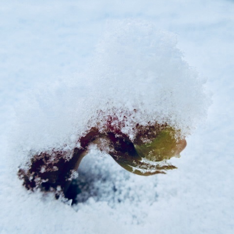 a0329935_05554194.jpeg