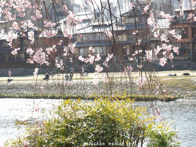 四条大橋からの桜＠京都の桜_f0295238_17334443.jpg