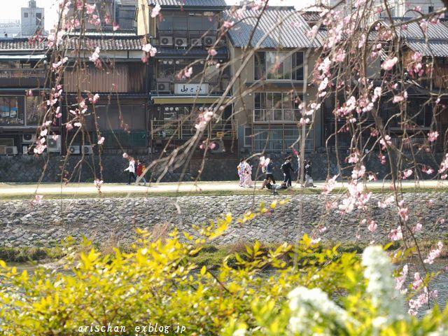 四条大橋からの桜＠京都の桜_f0295238_17345924.jpg