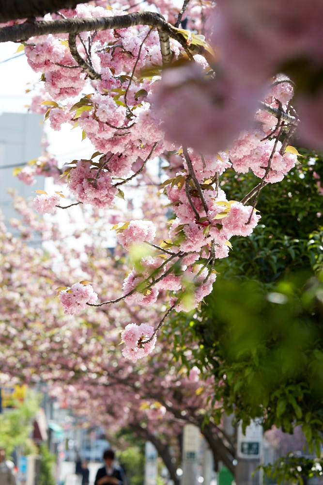 八重桜まつりなど_d0139939_18360818.jpg