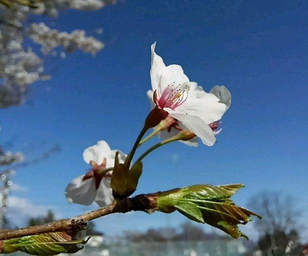 花冷え桜三昧 標高800mあたり大泉、長坂、小淵沢_a0328140_18411012.jpeg