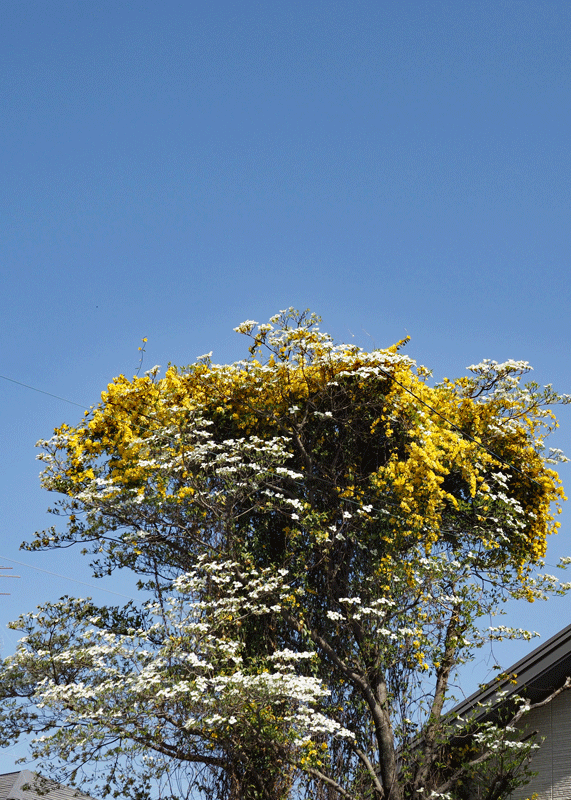 d0290240_14324230.gif