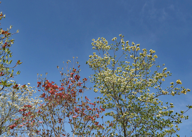 d0290240_14364997.gif