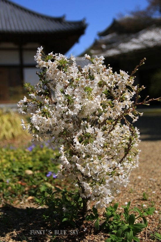 c0145250_11073934.jpg