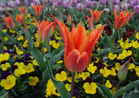 a0290852_2320928.gif
