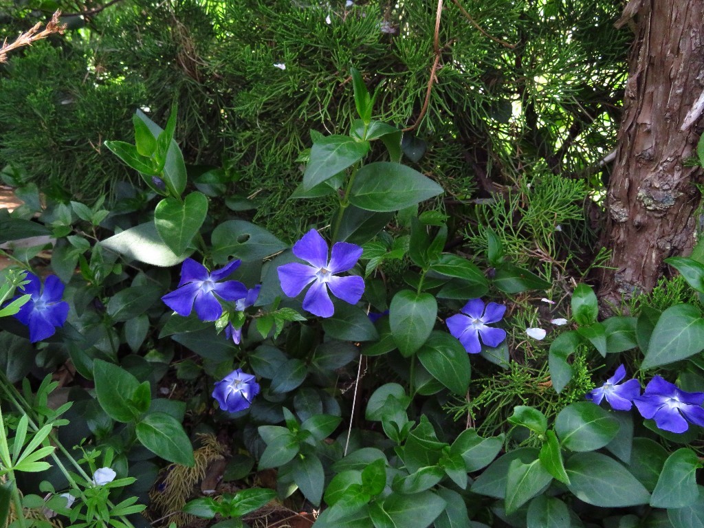 青い花4種と？の花も..._a0018655_09392460.jpg