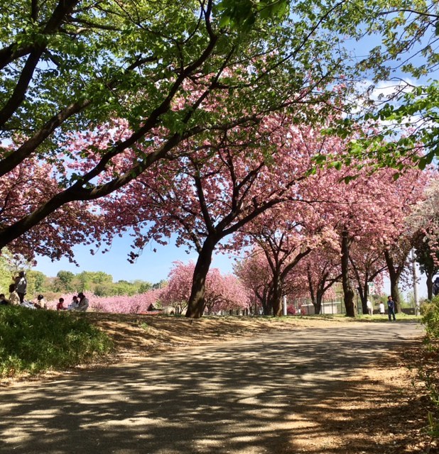 SAKURA 思いがけないお花見♪_a0165160_15260308.jpg