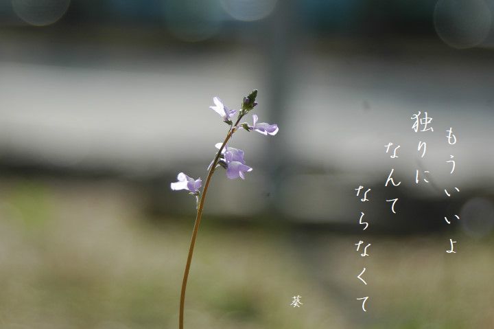 f0379160_11011639.jpg