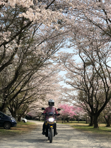 桜_a0348663_16121614.jpg