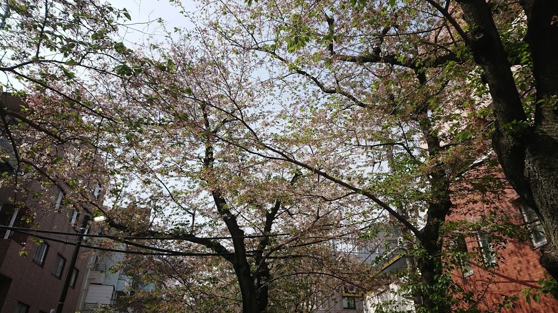 卒業&入学、おめでとうございます!_e0274266_23490754.jpg