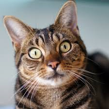 21日の猫塾、満席となりました。_e0367571_07291767.png