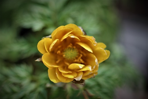 北大植物園、百合が原公園　『春の花』に会ってきました。_f0362073_19544683.jpg