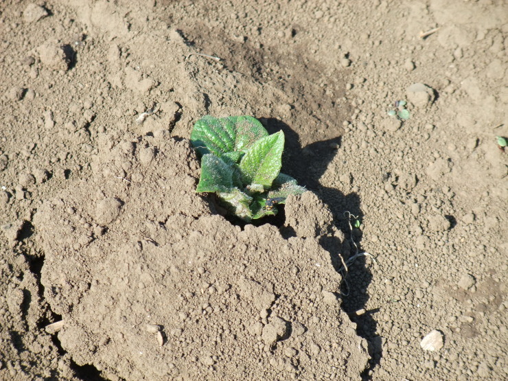 d0225575_09353058.jpg