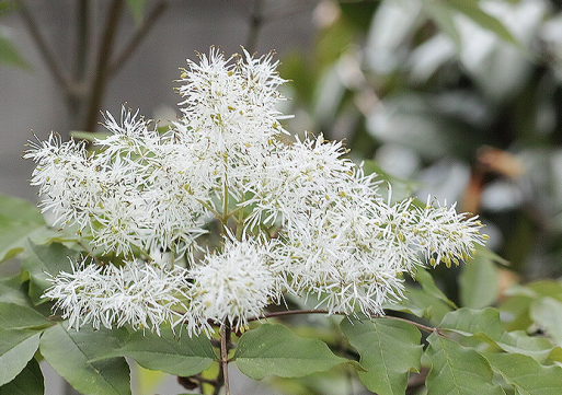 トネリコ Fraxinus Japonica の花 No Blog No Life