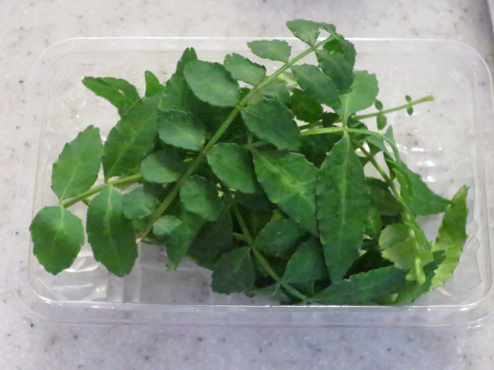 明日はたけのこ料理 添えものは木の芽_d0031682_11104860.jpg