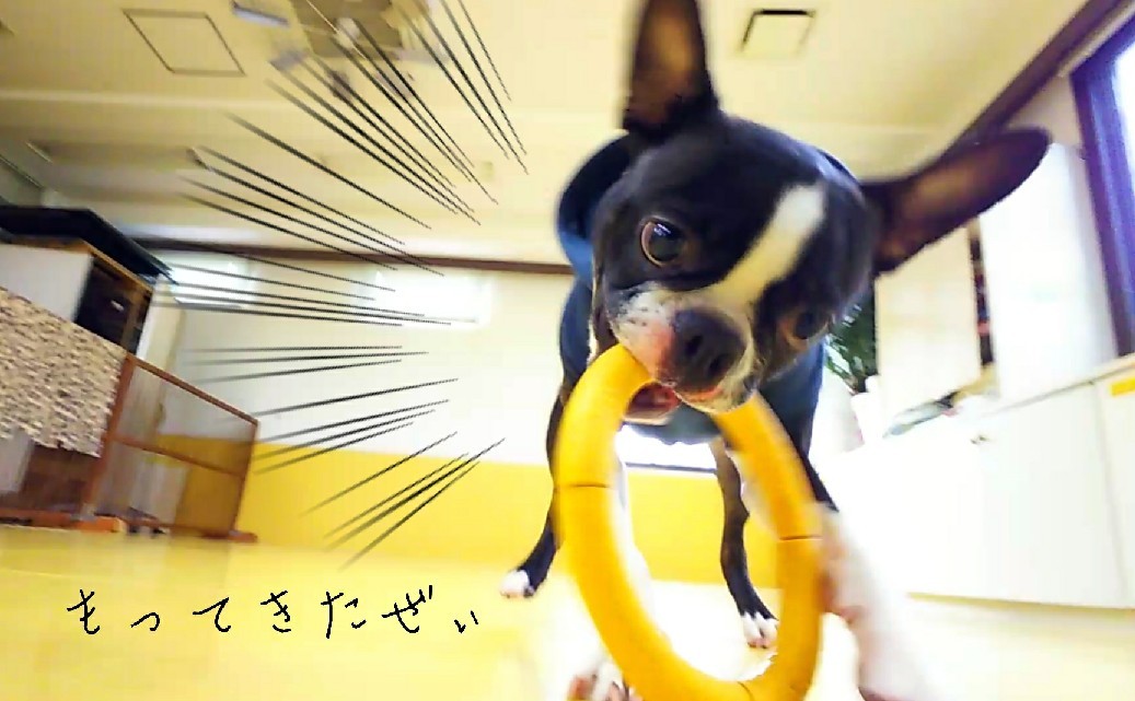 🎵ダッシュ!ダーッシュ!ダッシュ!🎵_f0357682_21100795.jpg