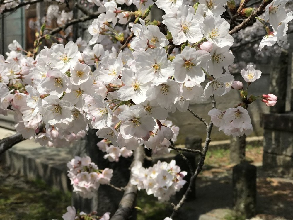 直江津八坂神社の桜！_e0065084_16414359.jpg