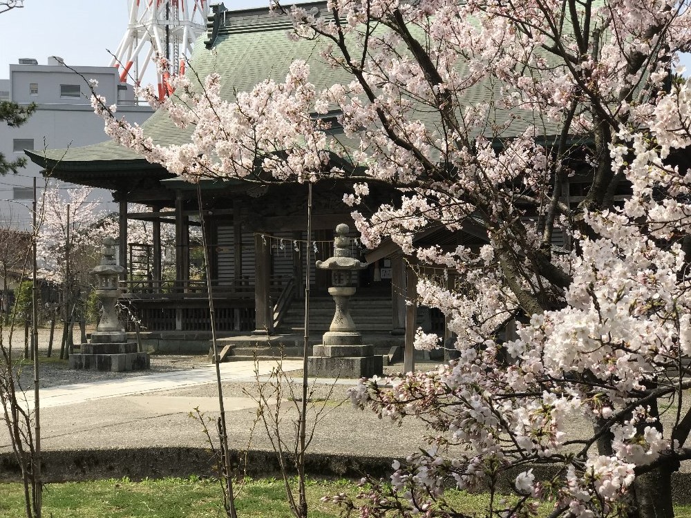 直江津八坂神社の桜！_e0065084_16415156.jpg