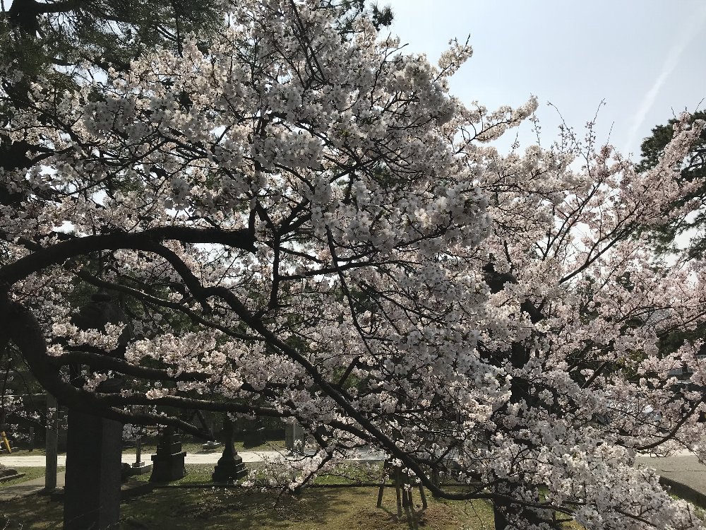 直江津八坂神社の桜！_e0065084_1642712.jpg