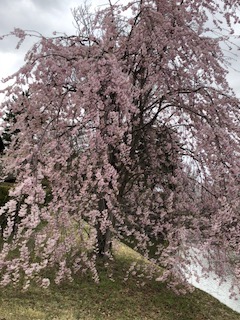 お花見_e0233190_12592455.jpg