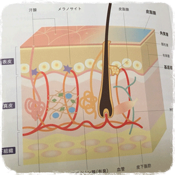 b0162000_14024280.gif