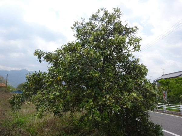 f0231709_13381167.jpg