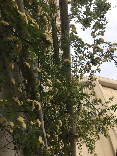 b0196913_16400522.jpeg