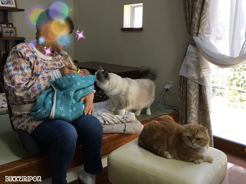 赤ちゃんと猫_d0344913_09564622.jpg