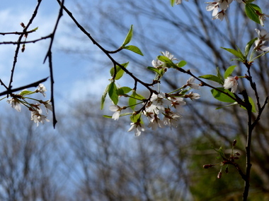 エドヒガン桜_a0238314_14384629.jpg