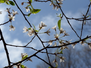 エドヒガン桜_a0238314_14393050.jpg