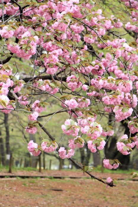 八重桜_d0150720_15112220.jpg