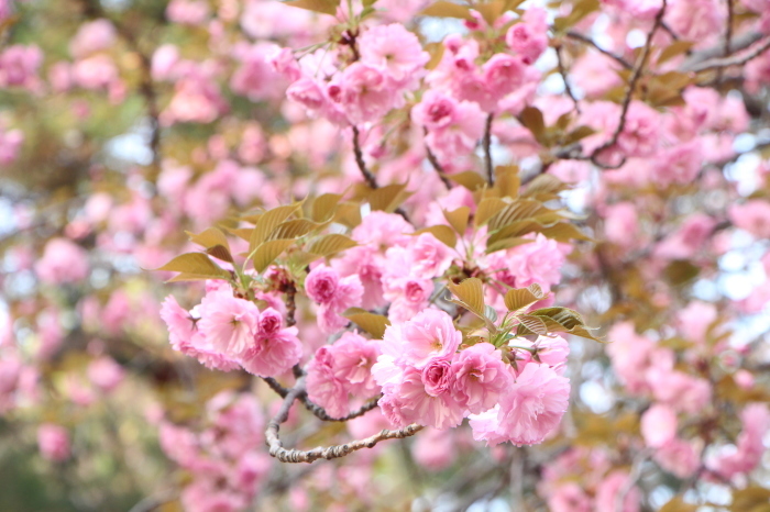 八重桜_d0150720_15114294.jpg