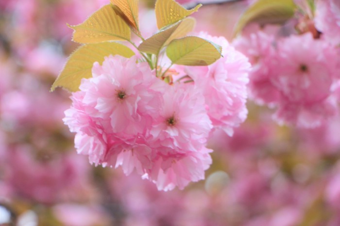 八重桜_d0150720_15115822.jpg