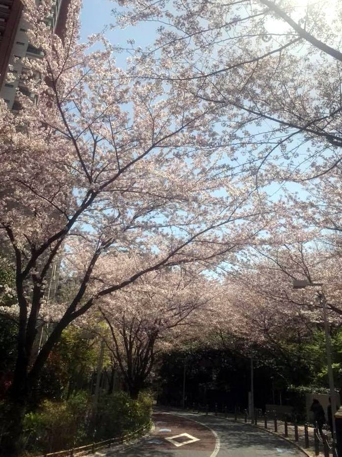 お花見ラン_a0231828_16375128.jpg
