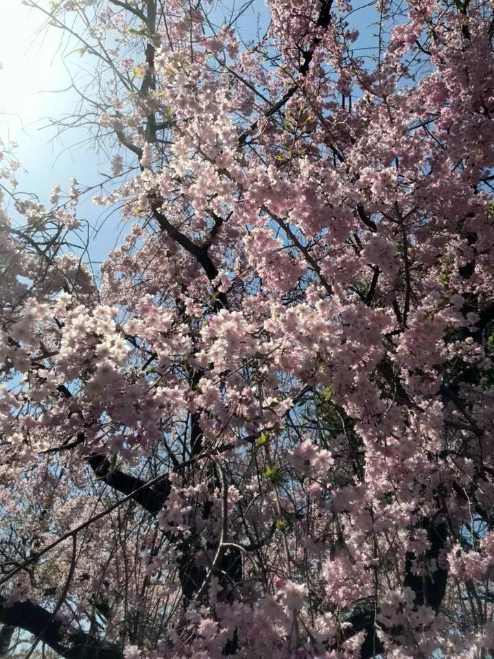 お花見ラン_a0231828_16375873.jpg