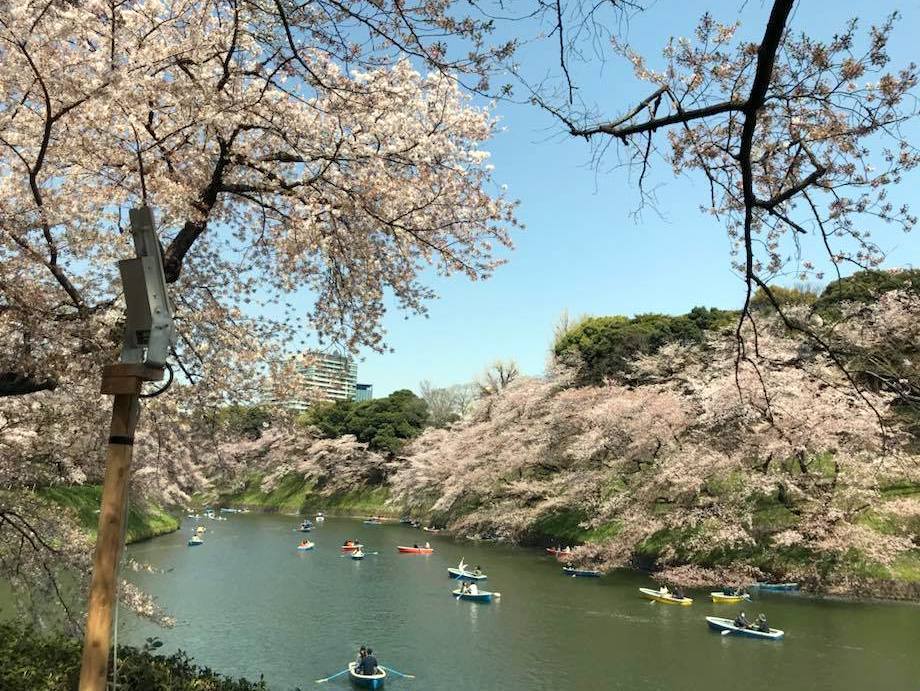 お花見ラン_a0231828_16375901.jpg