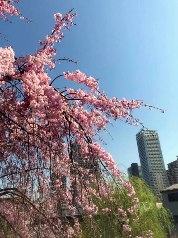 お花見ラン_a0231828_16380808.jpg