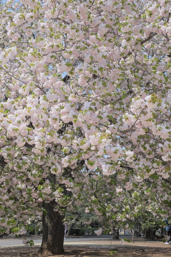 f0358531_22164250.jpg