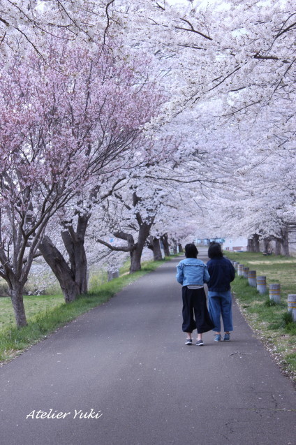 一目千本桜＾＾_f0240834_16562357.jpg