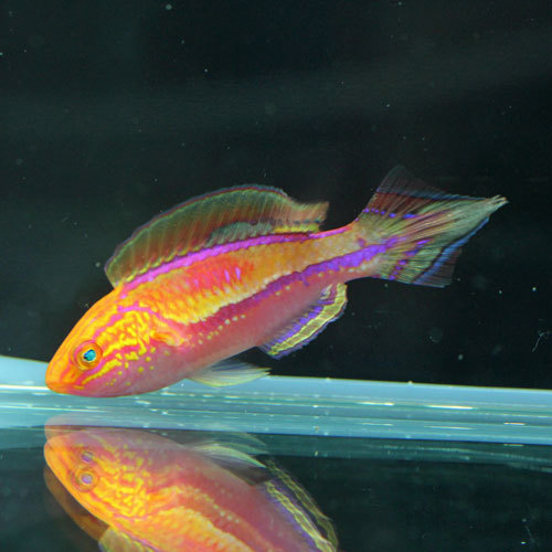 海水魚入荷!WEBへもアップします!!_d0221436_22370764.jpg