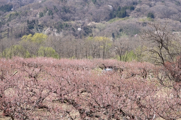 ご近所桜_f0368538_09472429.jpg