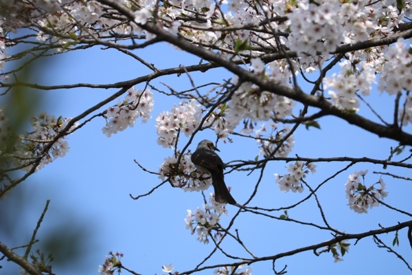 ご近所桜_f0368538_09473294.jpg