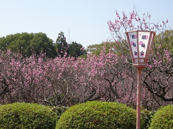 随心院の桜と梅 彩の気まぐれ写真