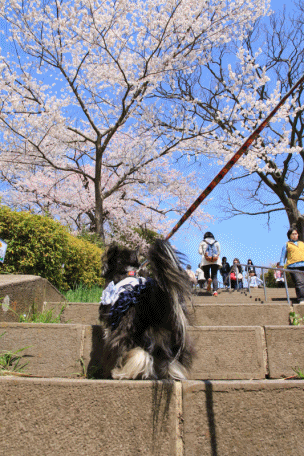 c0145250_20453070.gif