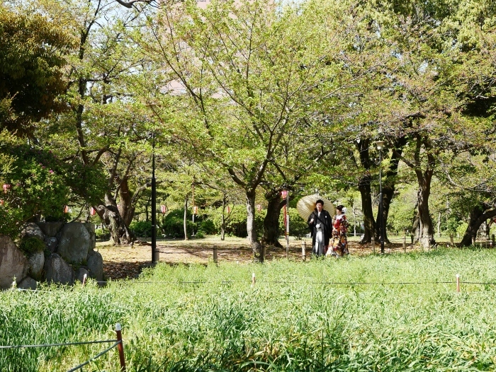 　　和歌山便り　八重桜　　２０１８-０４-１３　００：００ 　　_b0093754_22403577.jpg