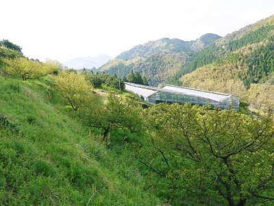 山あいの南高梅 着果の様子!今年も6月上旬より出荷しますが、今年からはかなりの数量限定なんです!!_a0254656_18044463.jpg