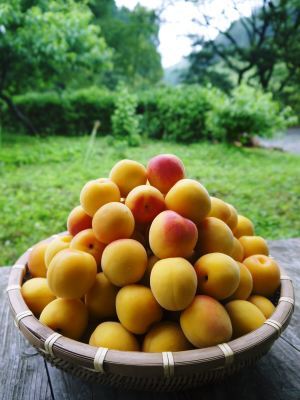 山あいの南高梅 着果の様子!今年も6月上旬より出荷しますが、今年からはかなりの数量限定なんです!!_a0254656_19023230.jpg