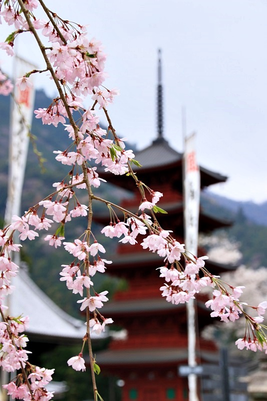 身延山久遠寺の春･2♪_a0167759_15241850.jpg